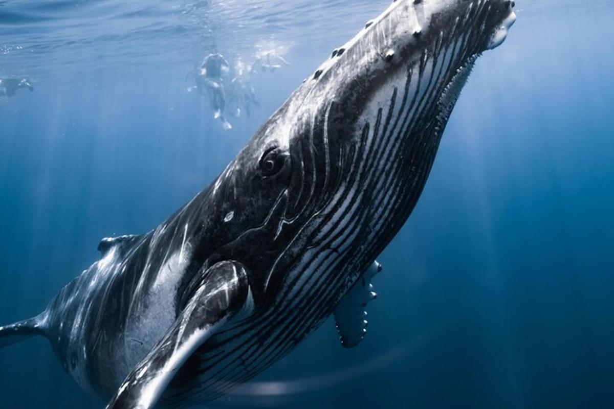 a whale shark swimming in the water