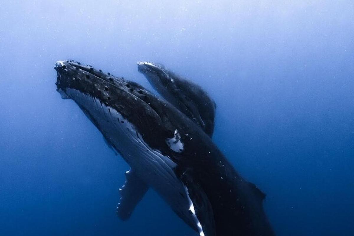 a blue whale swimming in the water