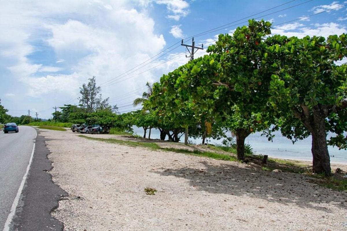 un camino con árboles al lado de una playa