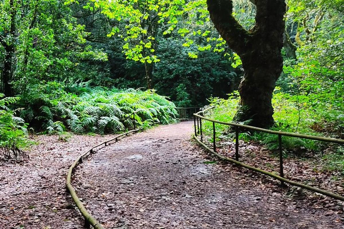 Un camino en un bosque con un árbol y una valla.