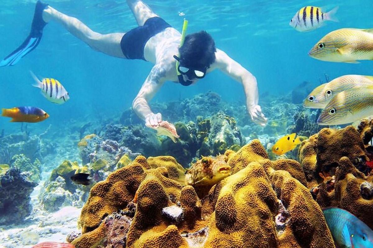 a person swimming in the water near a coral reef