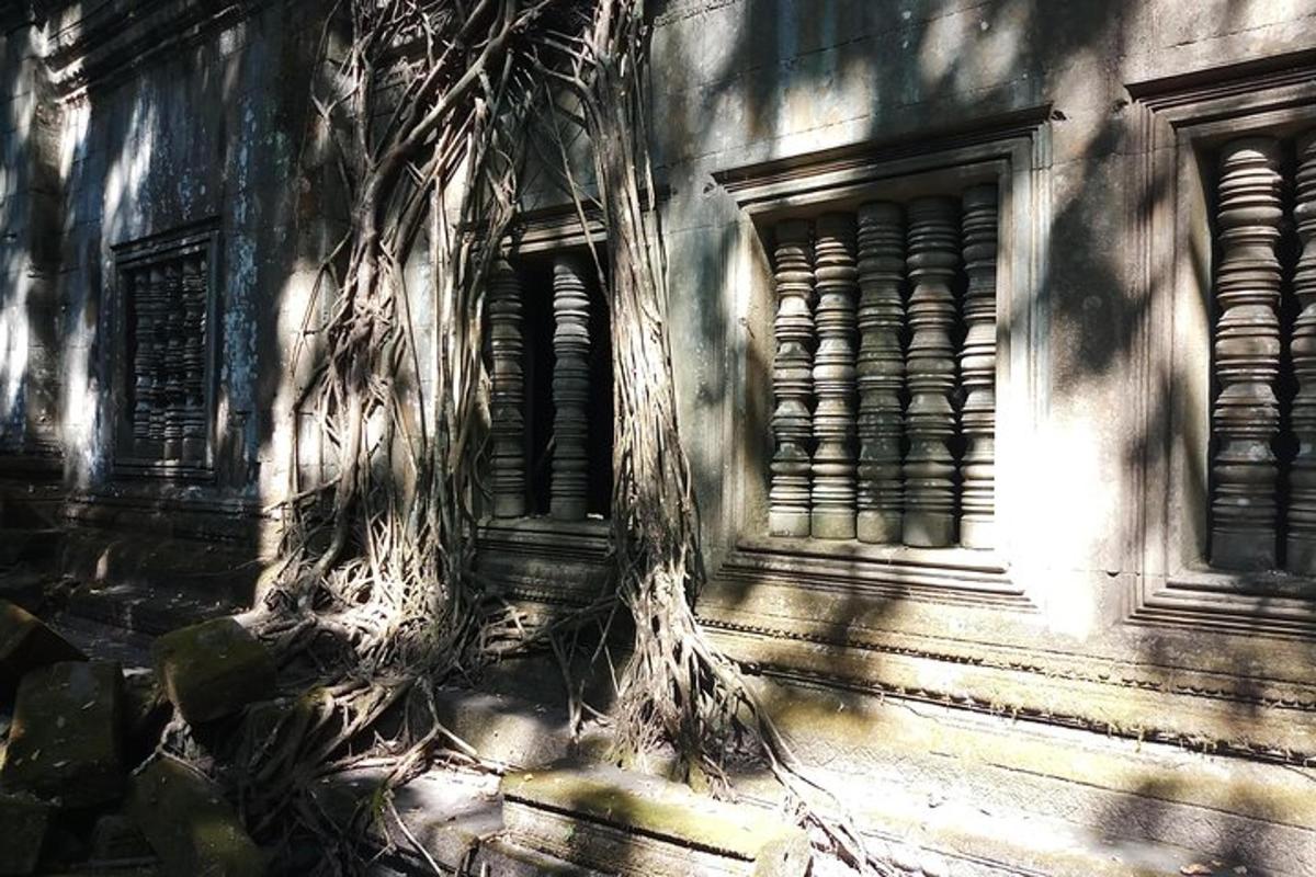 un arbre que creix al costat d'un edifici amb finestres