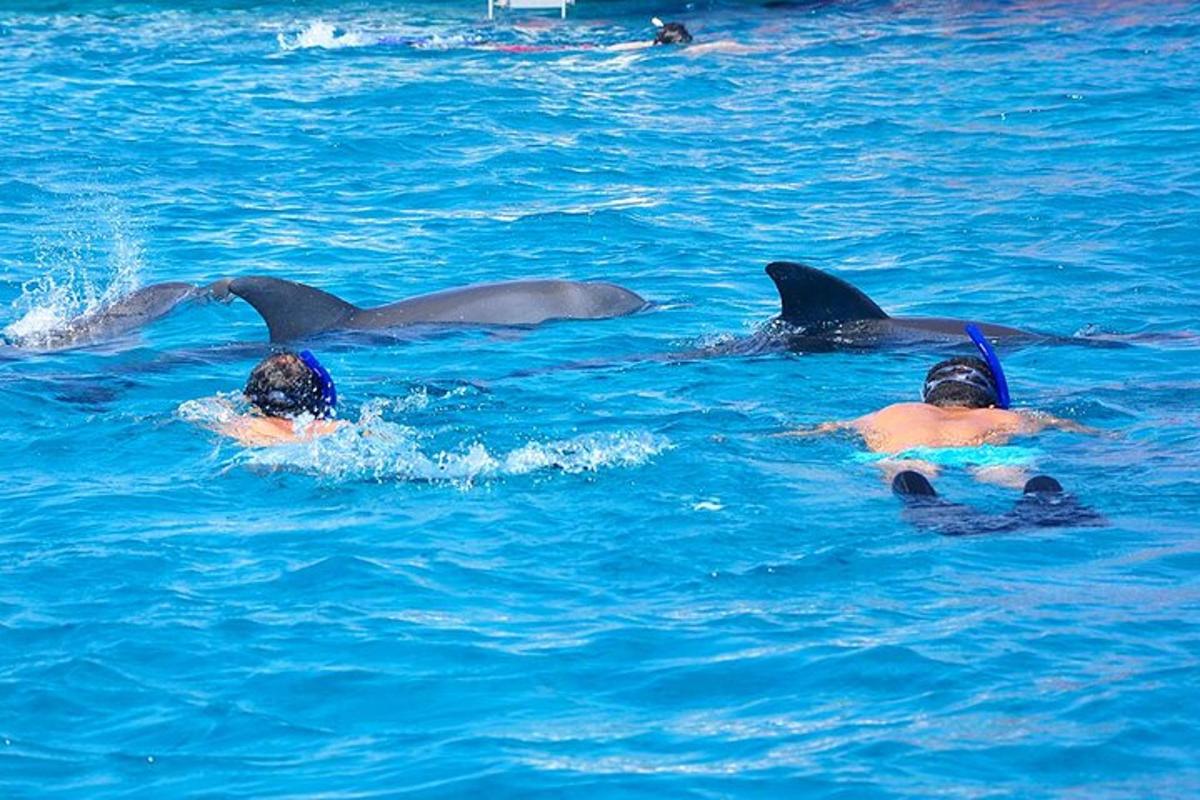 un gruppo di delfini che nuotano nell'acqua