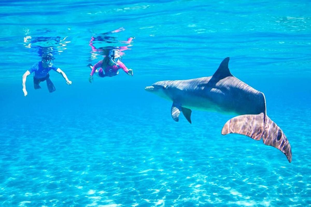 un gruppo di persone che nuotano nell'acqua con un delfino