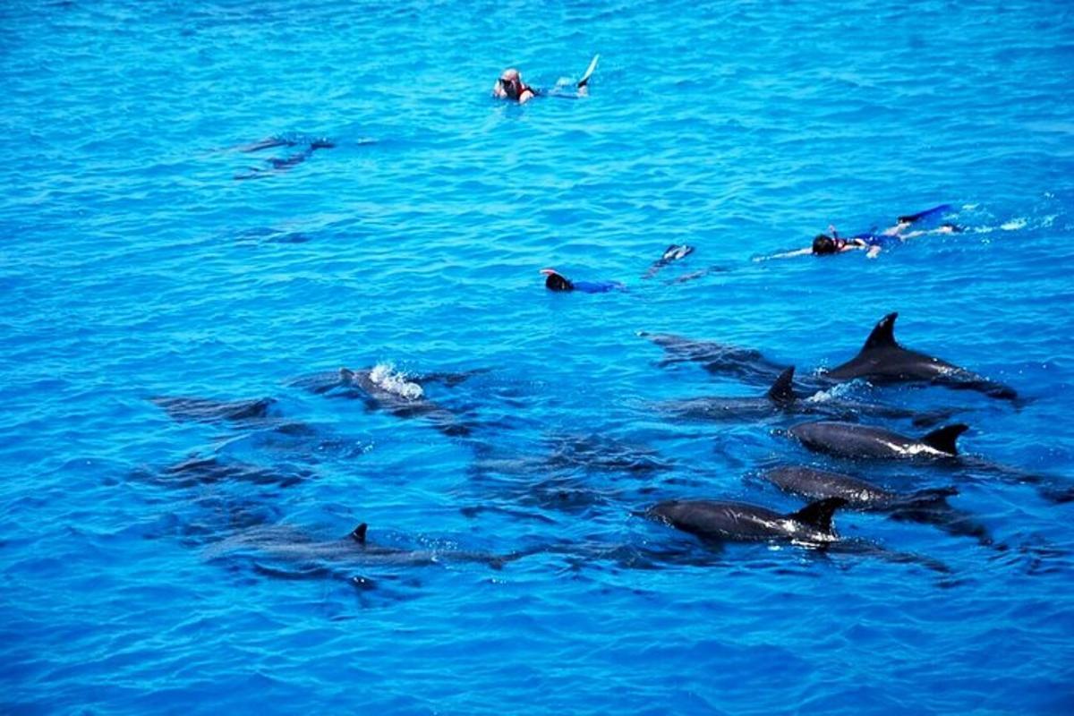 un gruppo di delfini che nuotano nell'acqua