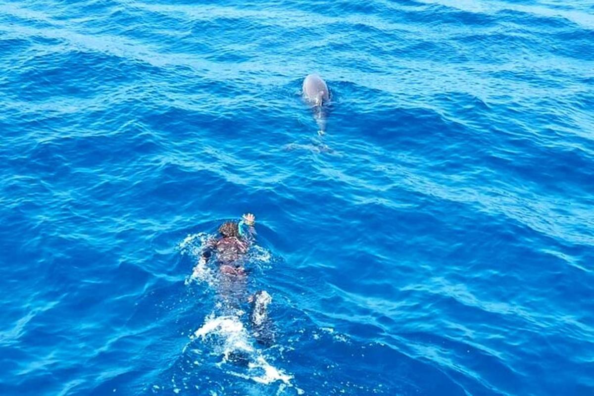 un delfino e una persona che nuota nell'acqua