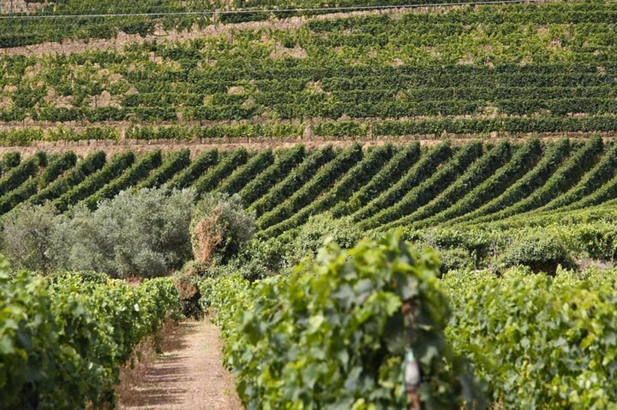 a field of vineyards with a dirt road in the foreground