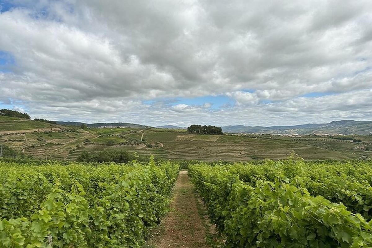 a dirt road through a field of vines