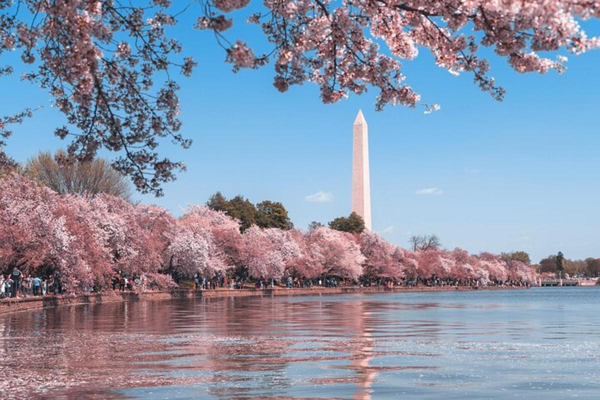 pemandangan monumen washington dengan pokok ceri mekar