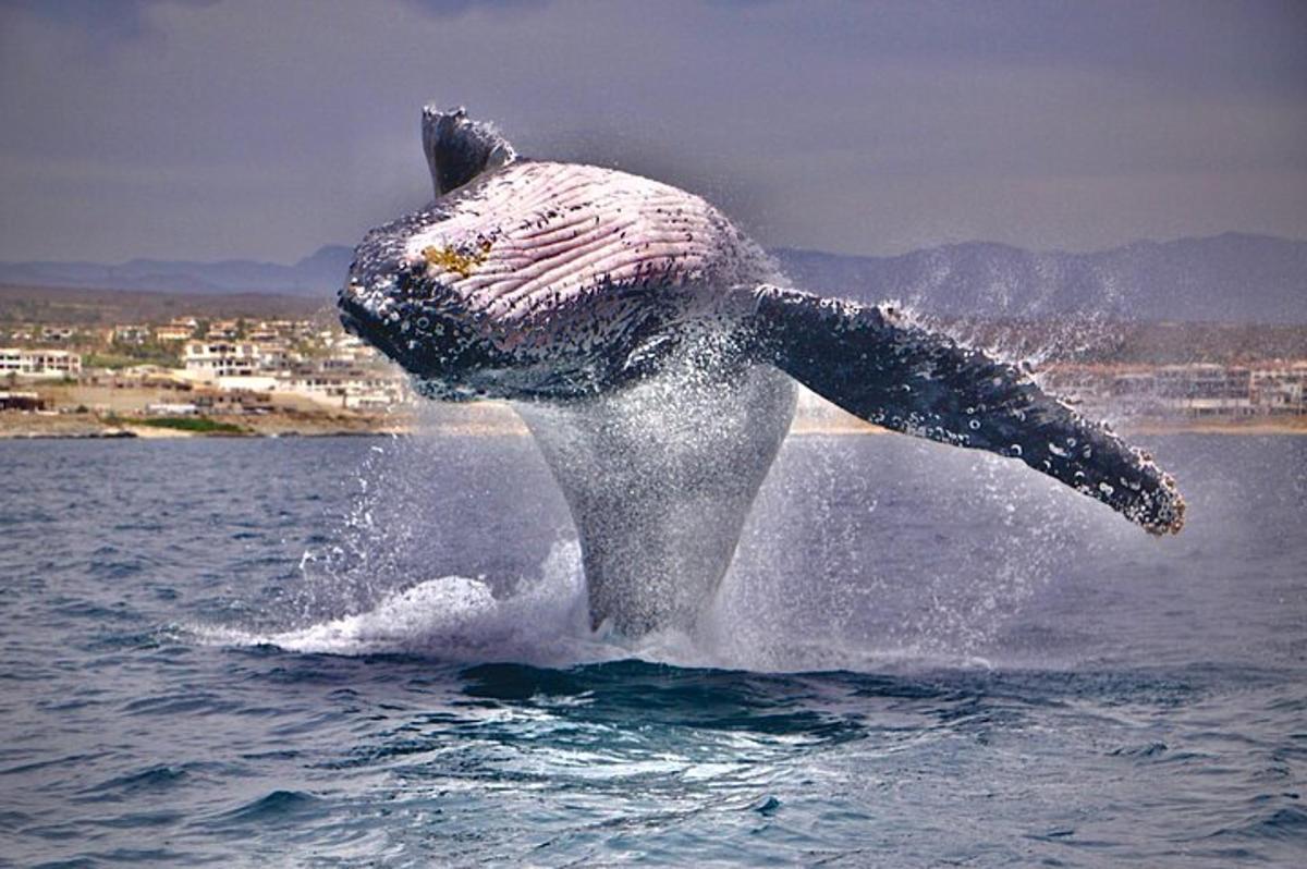 en delfin som hopper ut av vannet