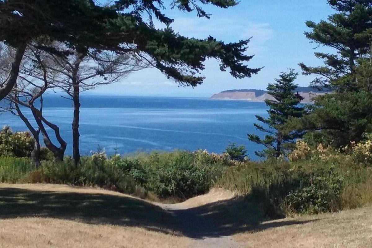 木々のある丘から眺める海の景色