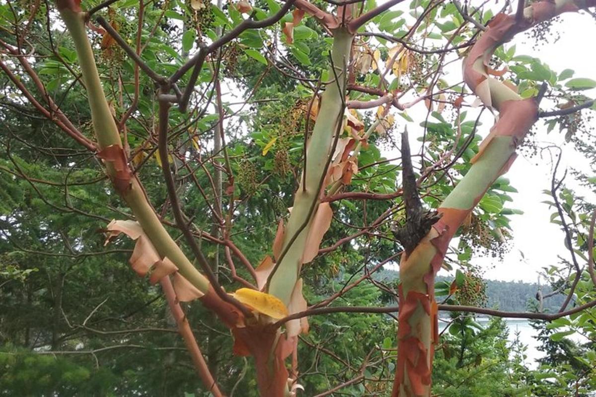 pokok dengan burung kuning duduk di atas dahan