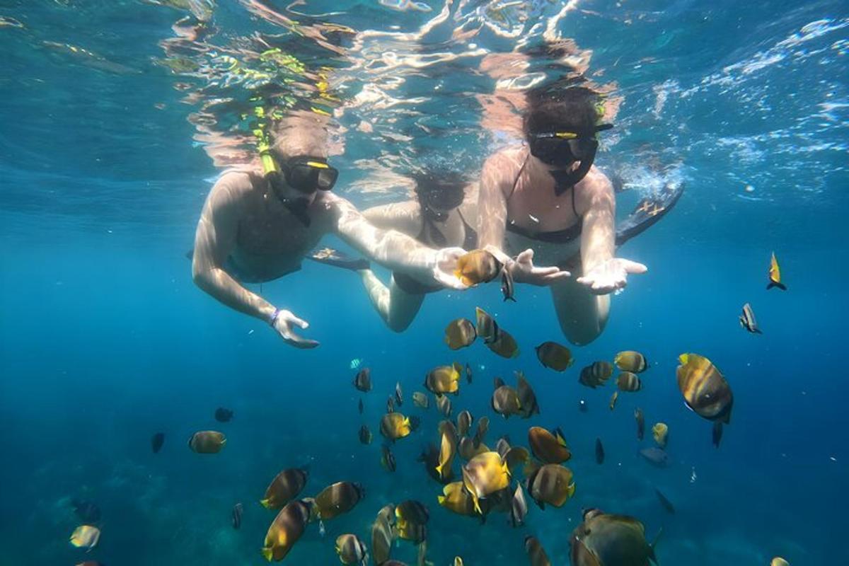 魚と一緒に水中で泳ぐ二人