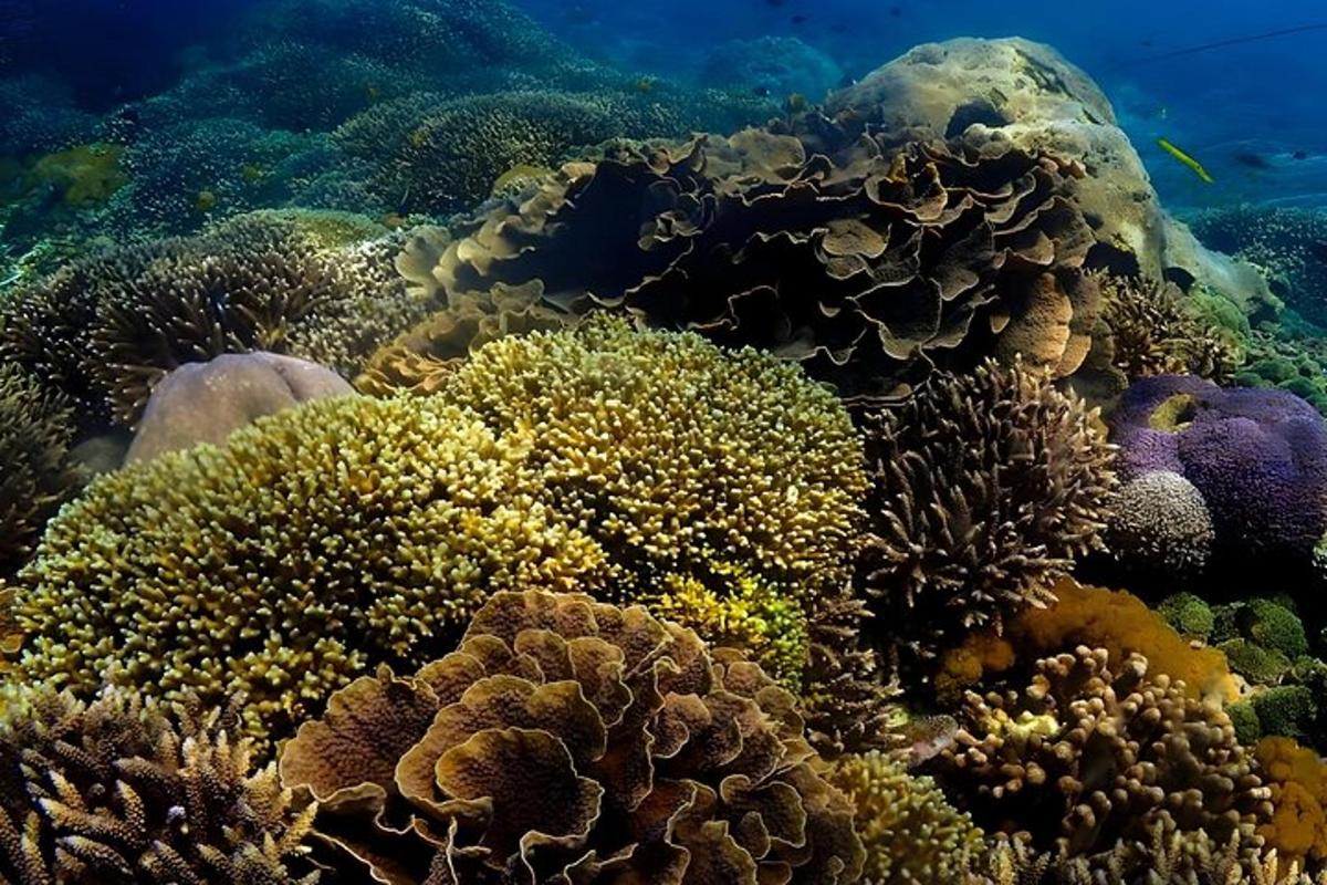 sekelompok karang di dasar laut
