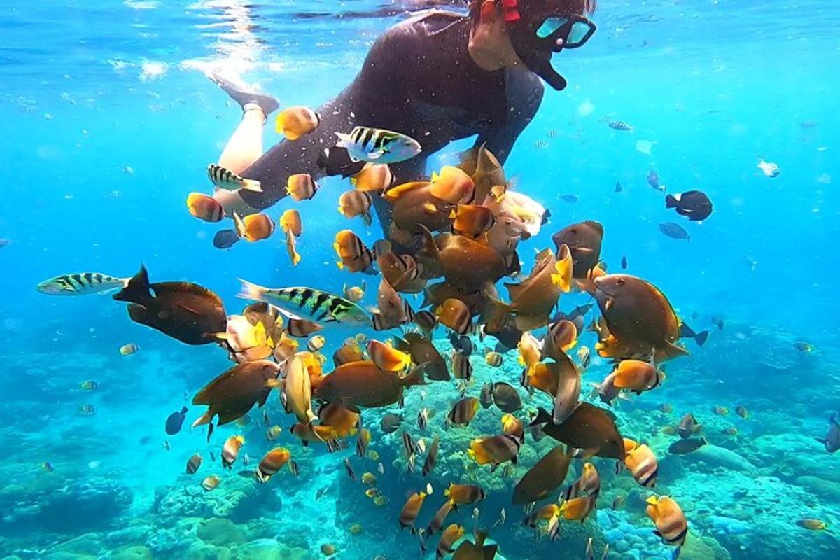 a person in the water with a group of fish