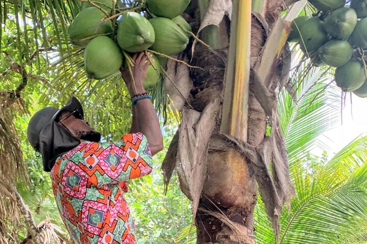 a person is climbing up a banana tree