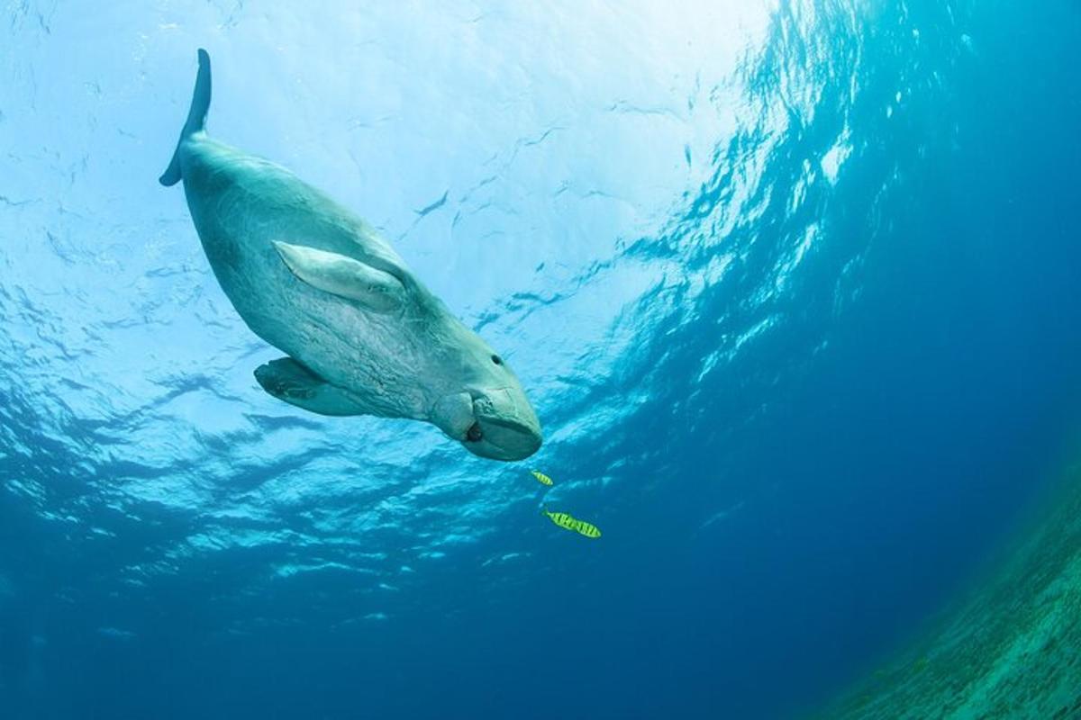 um peixe nadando na água do oceano