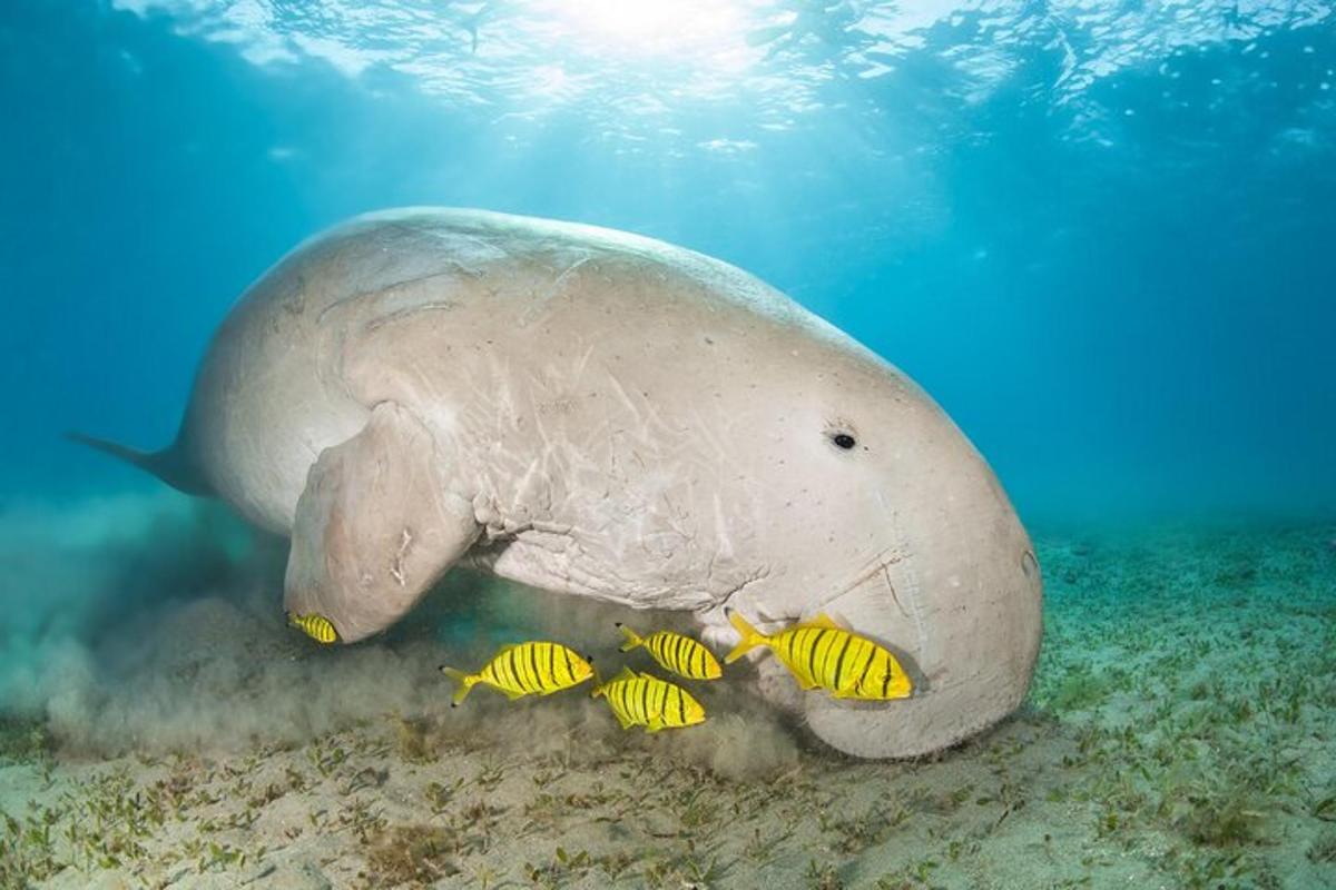 a stingray swimming in the ocean with two yellow fish