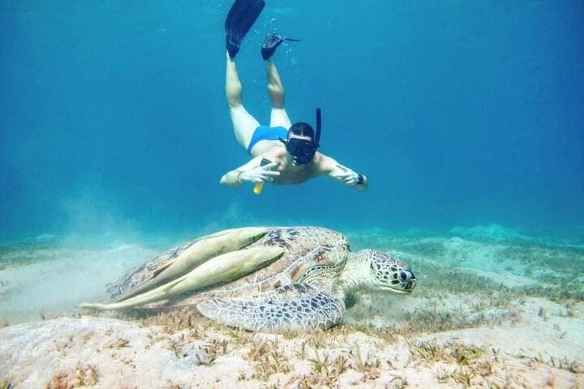 uma pessoa mergulhando no oceano ao lado de uma tartaruga marinha