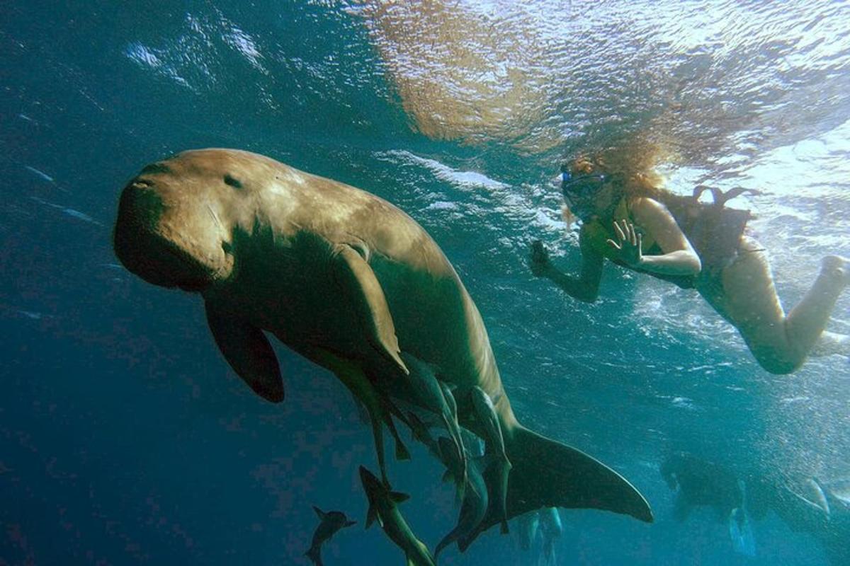 uma mulher nadando ao lado de uma foca na água