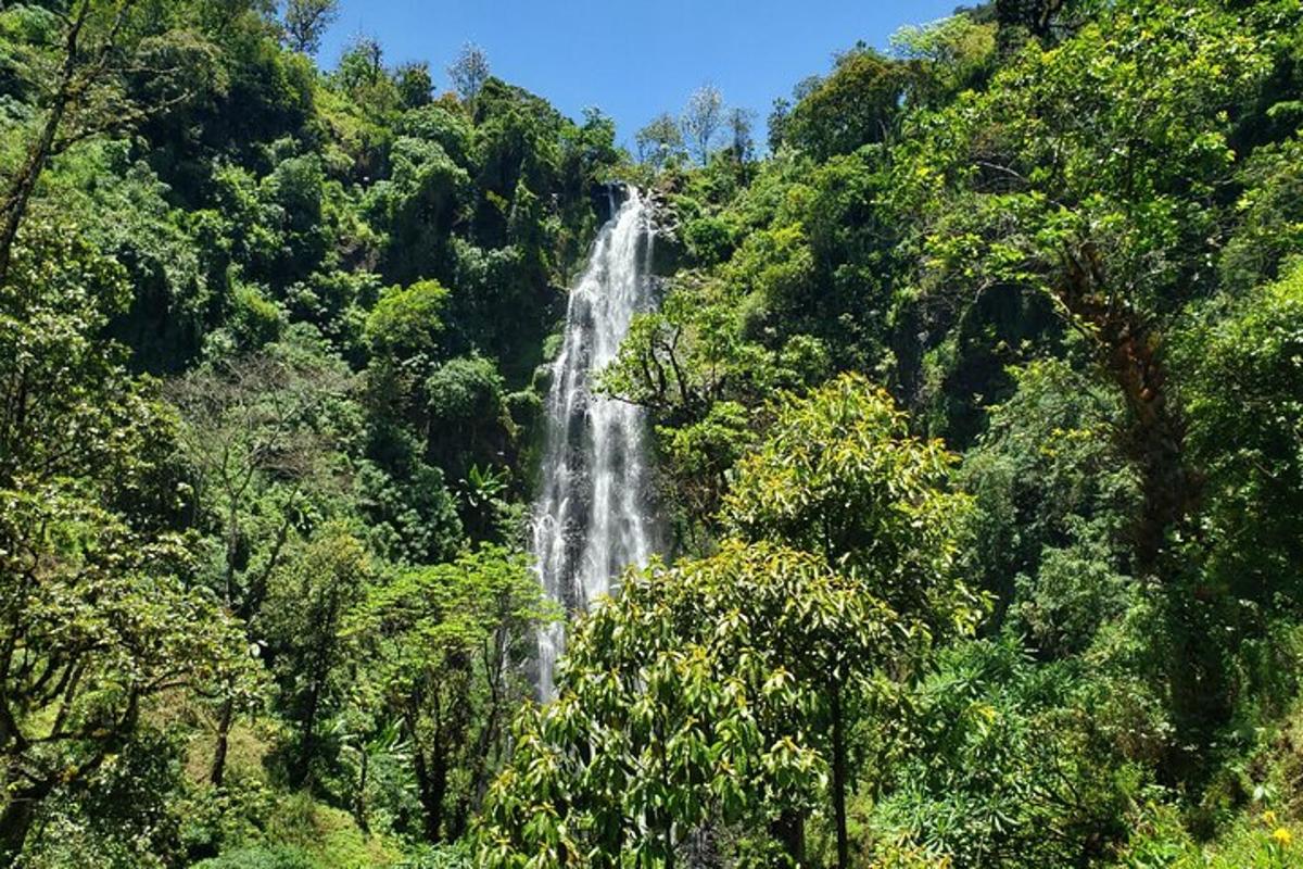 air terjun di tengah-tengah hutan