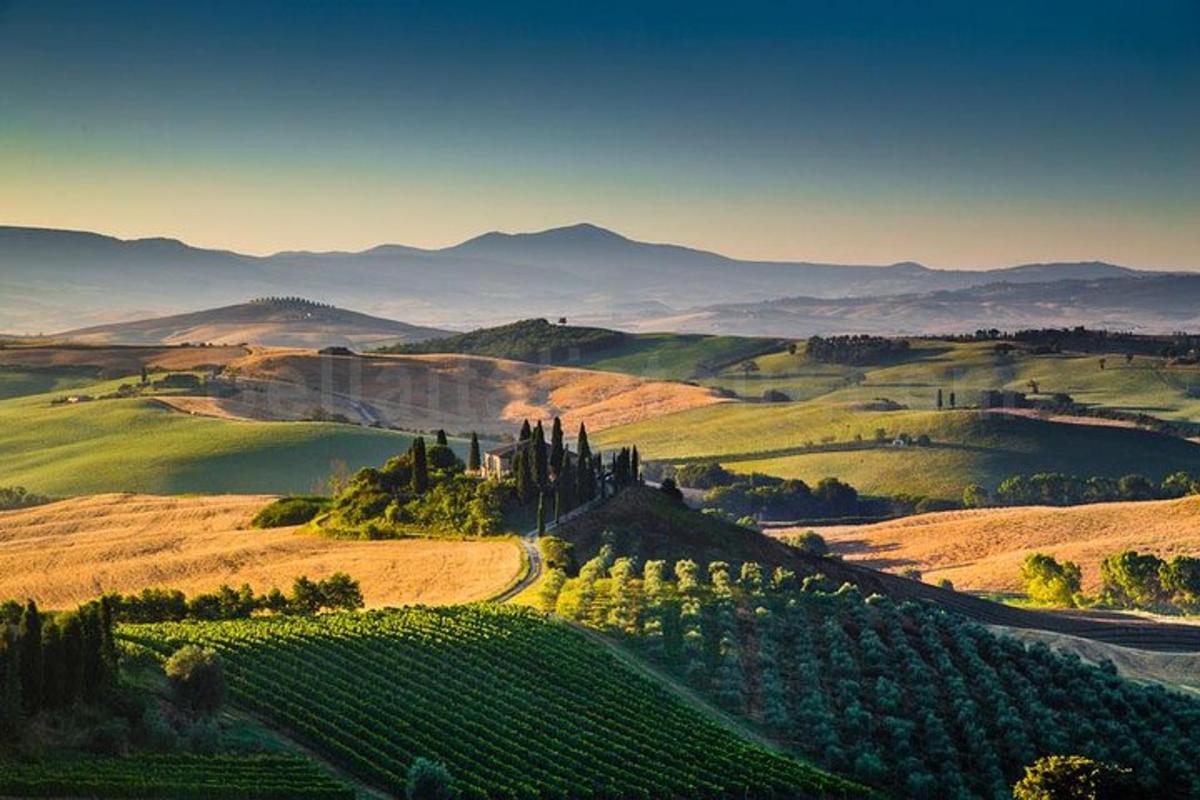 una vista aerea di un vigneto sulle colline