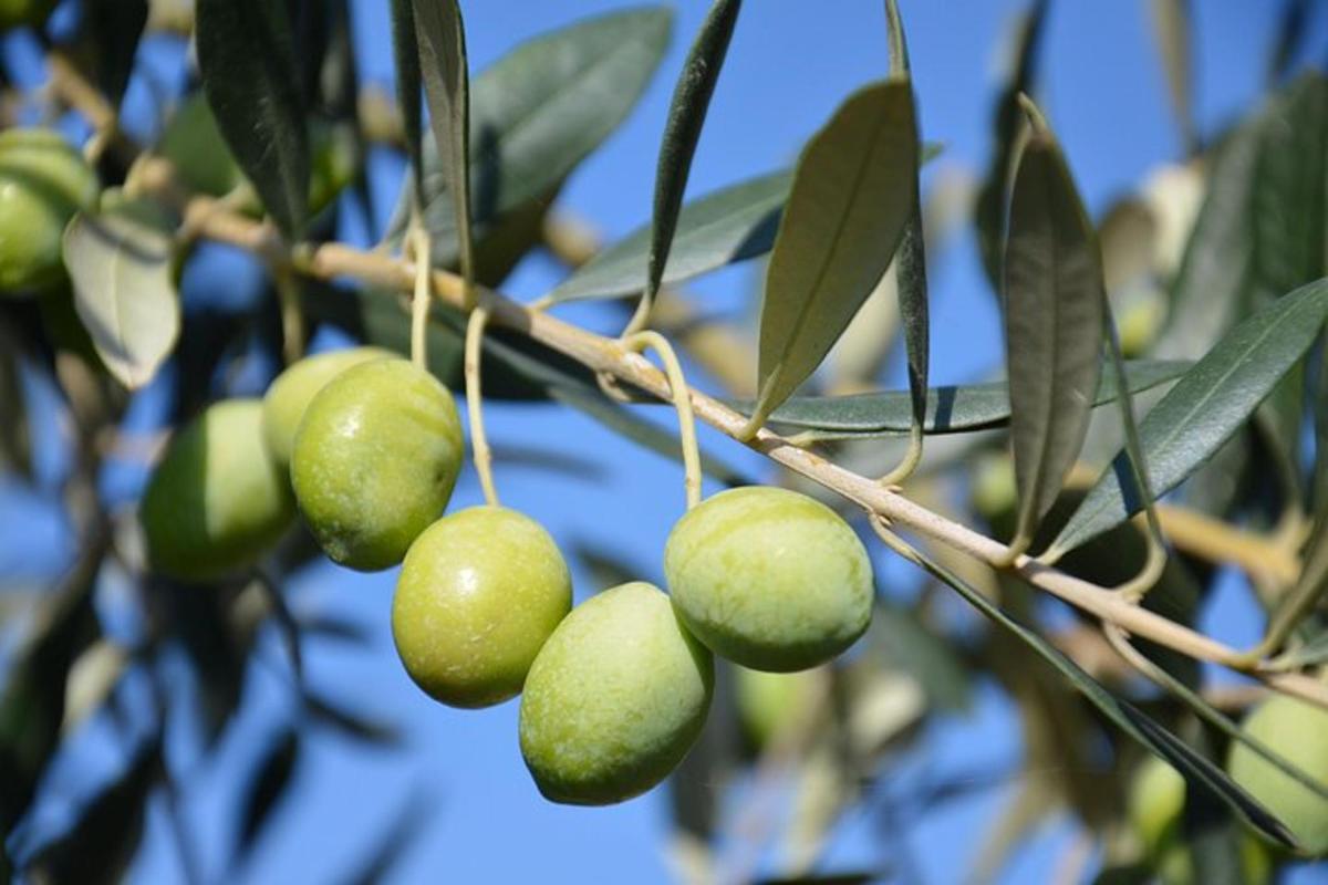 un mazzo di frutti verdi appesi a un albero