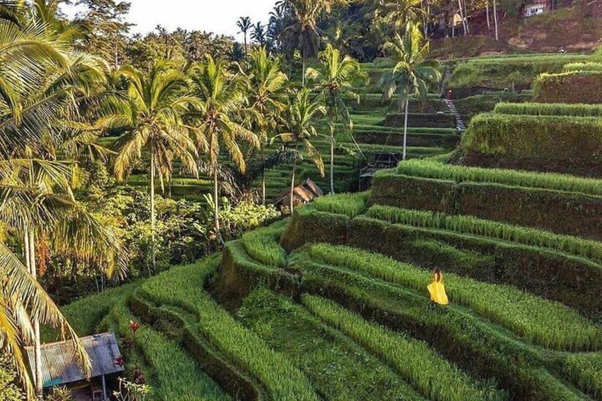 một người đứng trên một mê cung cỏ xanh
