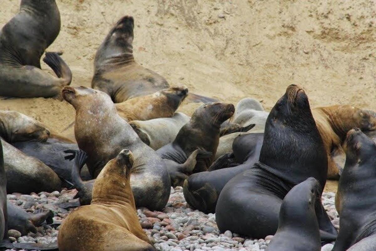 a group of seals laying on the ground