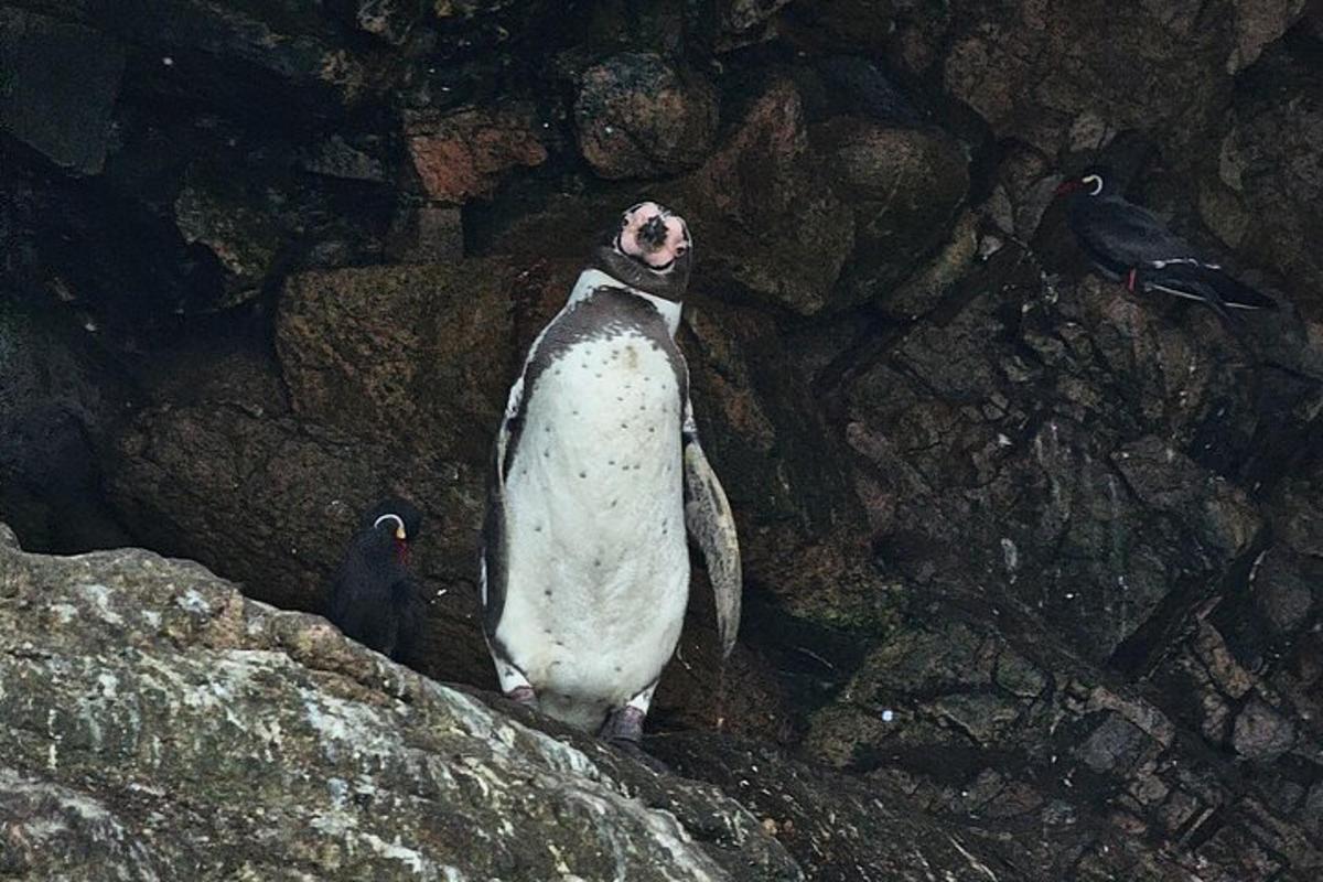un pinguino in piedi in cima a una roccia