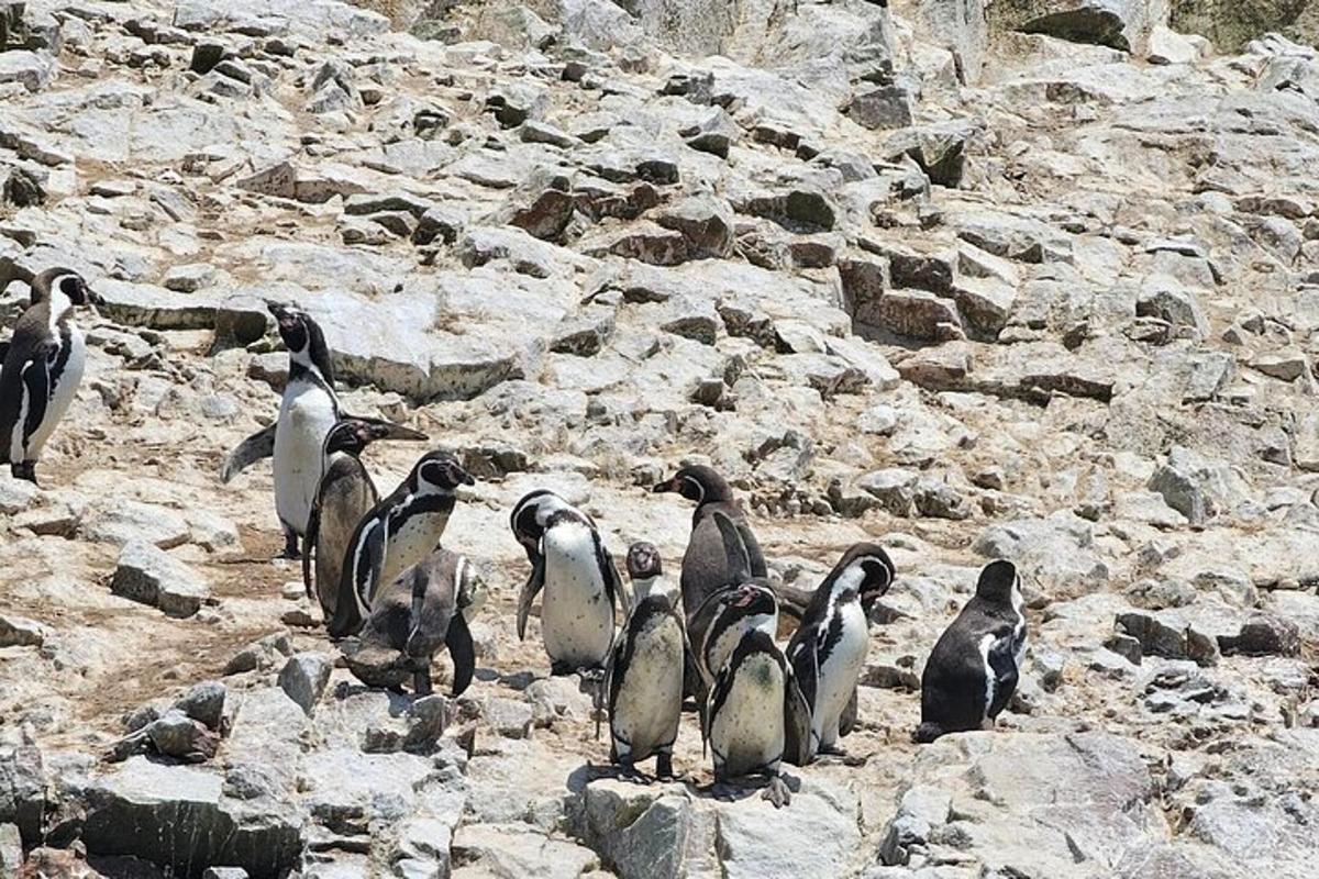 un gruppo di pinguini in piedi su una collina rocciosa