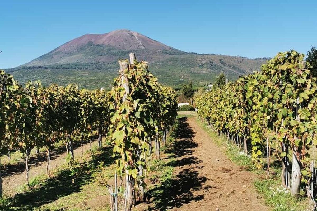 deretan ladang anggur dengan latar belakang gunung