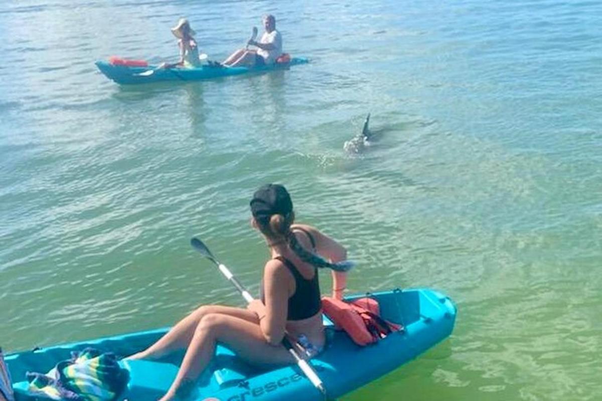 a woman sitting on a kayak in the water with a dolphin