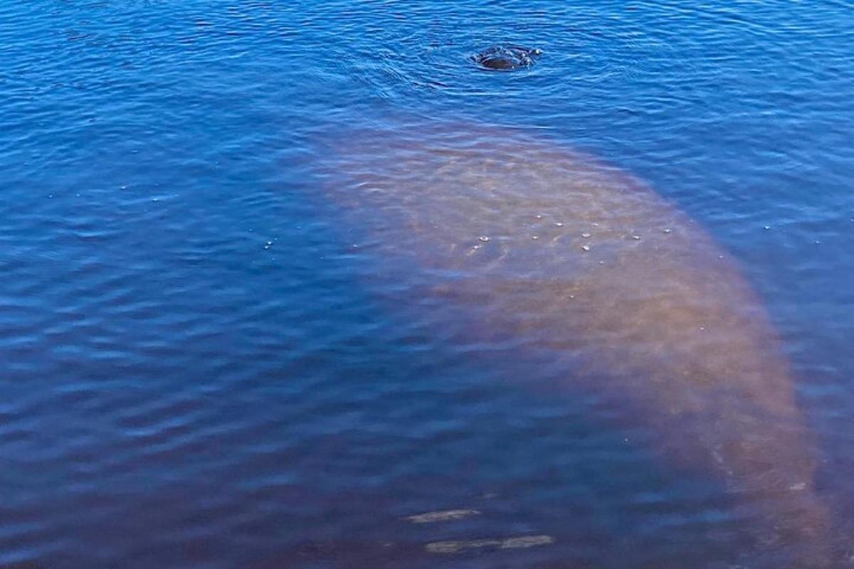 a hippopotamus swimming in the water
