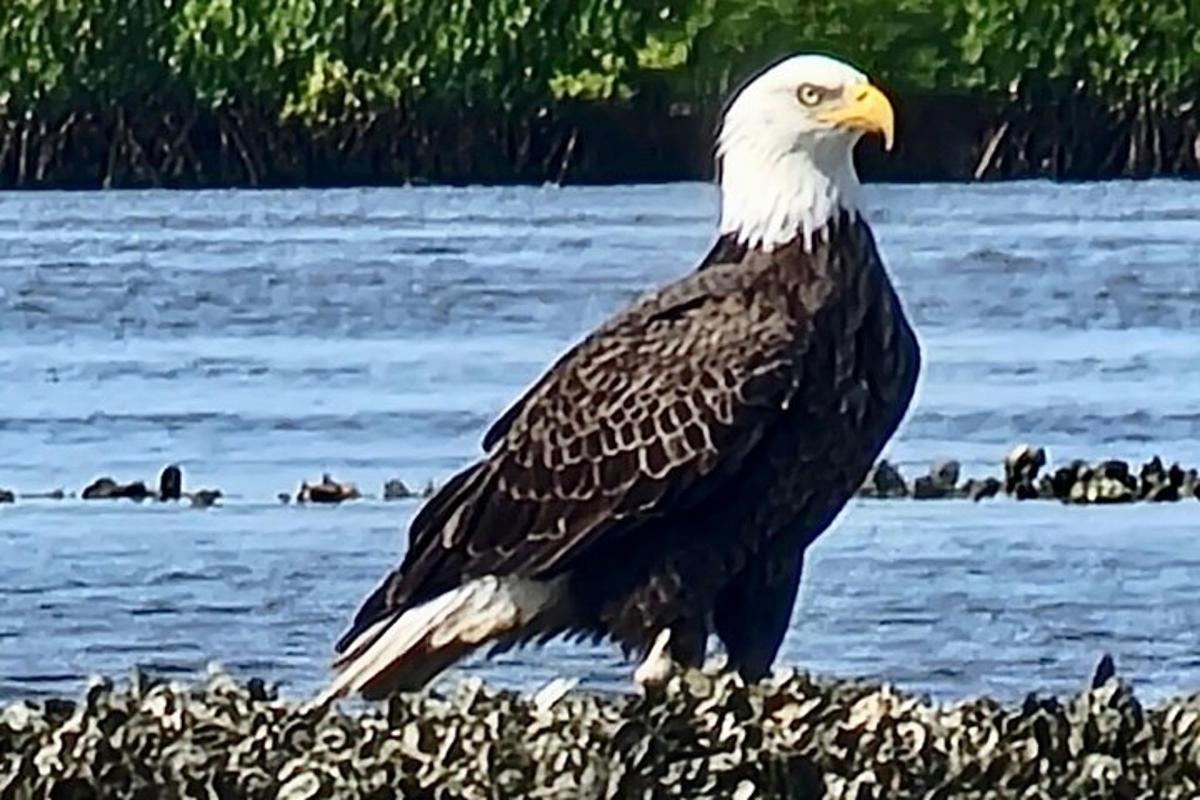 a bald eagle standing on the shore of a body of water