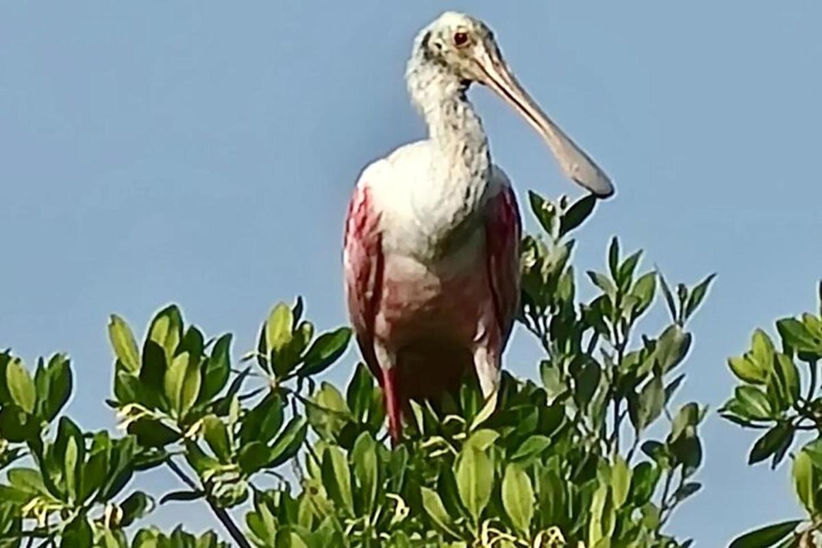a bird perched on top of a tree