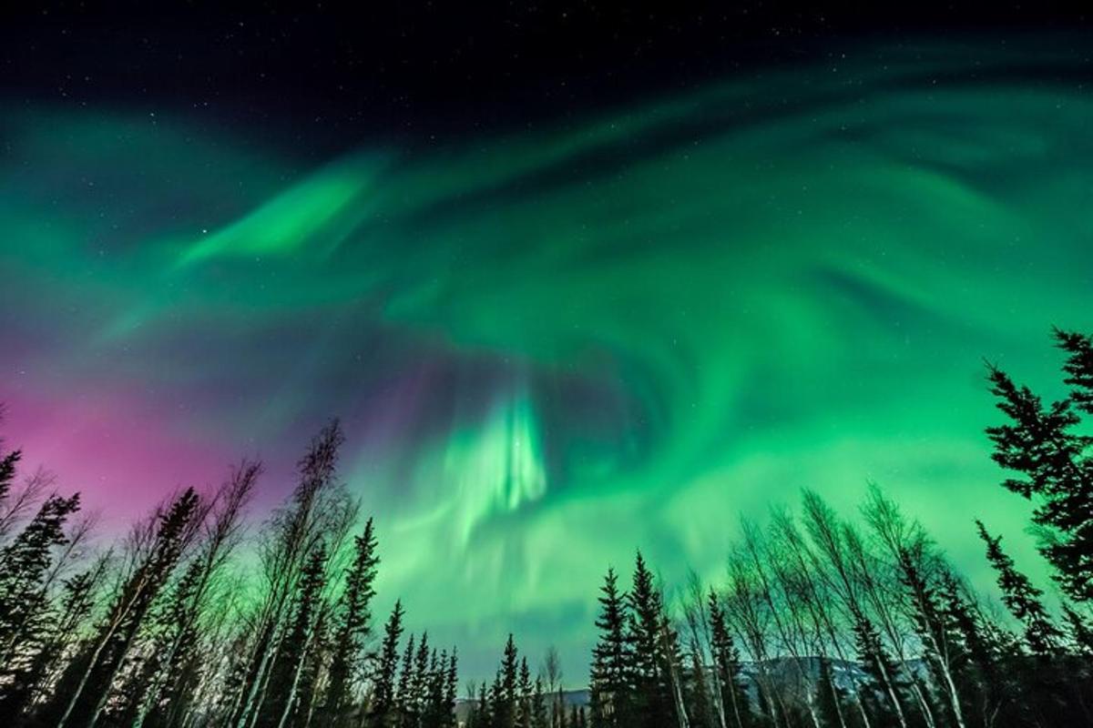 Una aurora boreal en el cielo sobre los árboles.