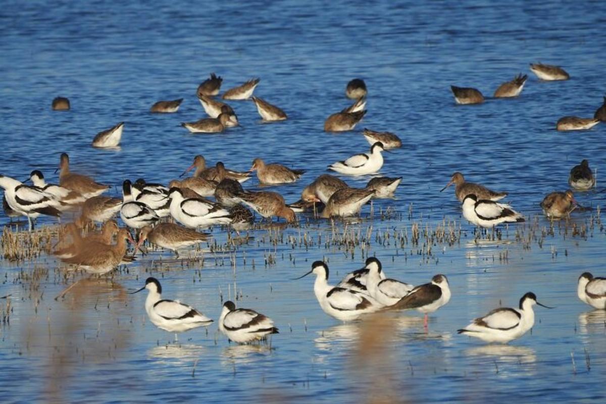 ein Vogelschwarm steht im Wasser