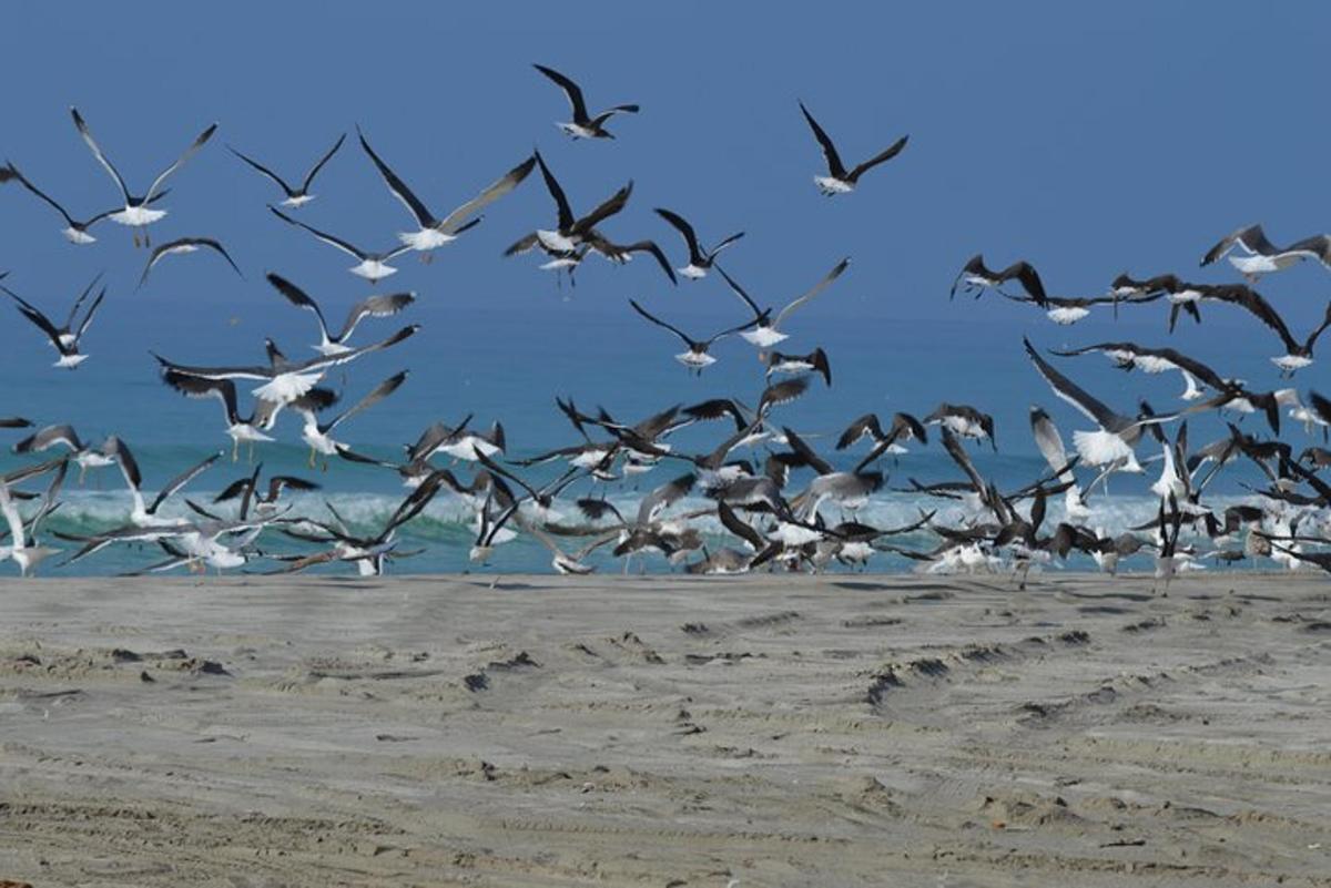 a flock of birds flying over the beach