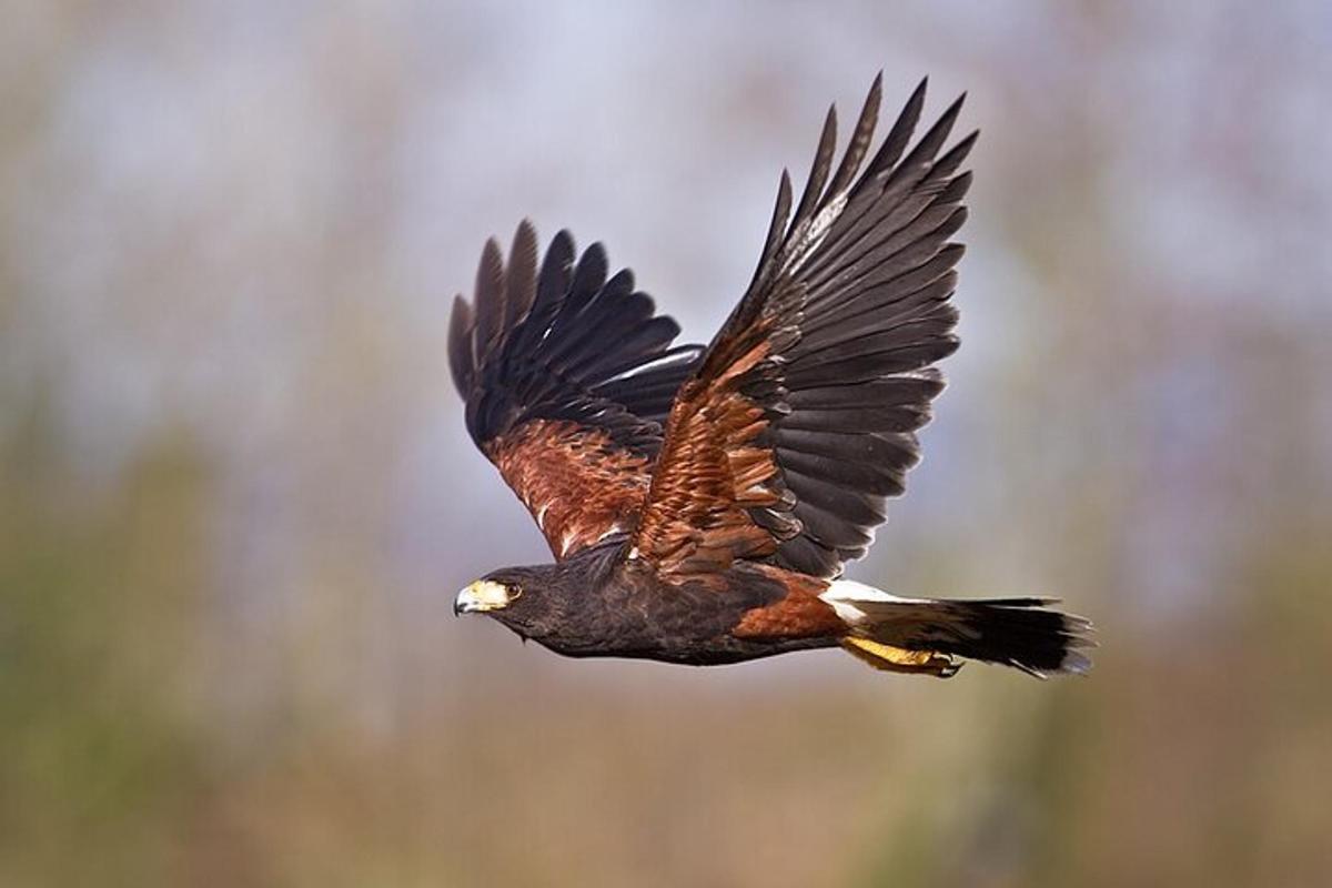 an eagle flying in the air with its wings out