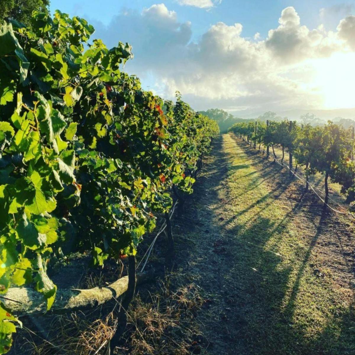 a row of grape vines in a field