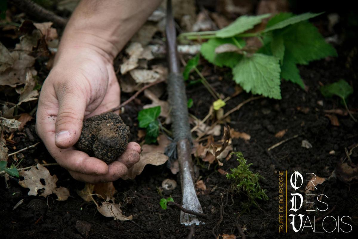 a person holding a piece of dirt in their hand