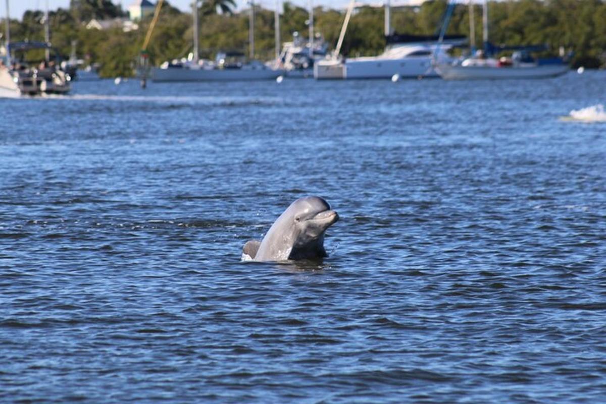 a dolphin swimming in a body of water
