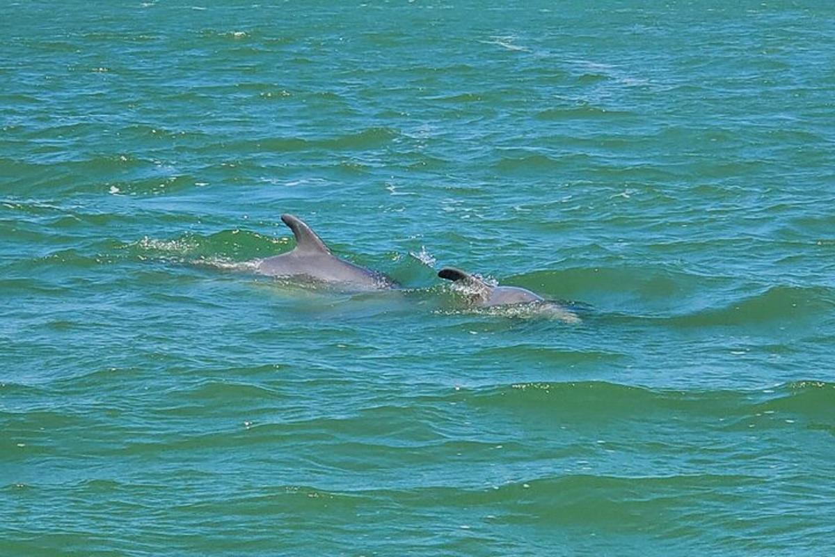 two dolphins swimming in a body of water