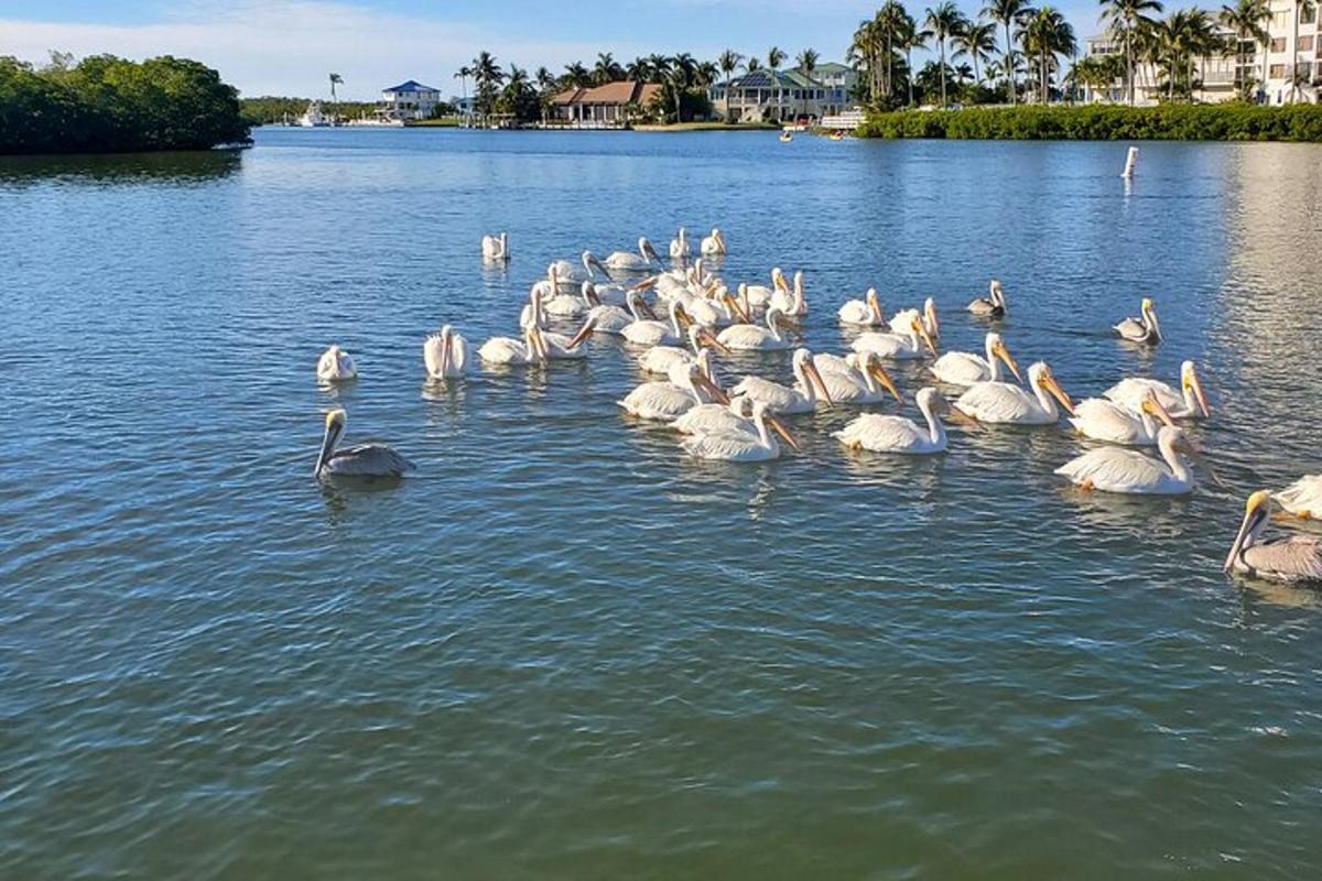 a flock of white birds in the water