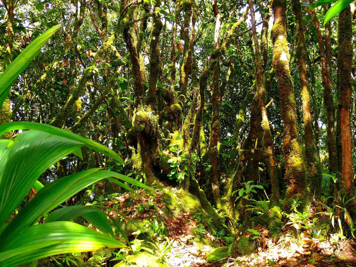 a forest filled with trees and plants with leaves