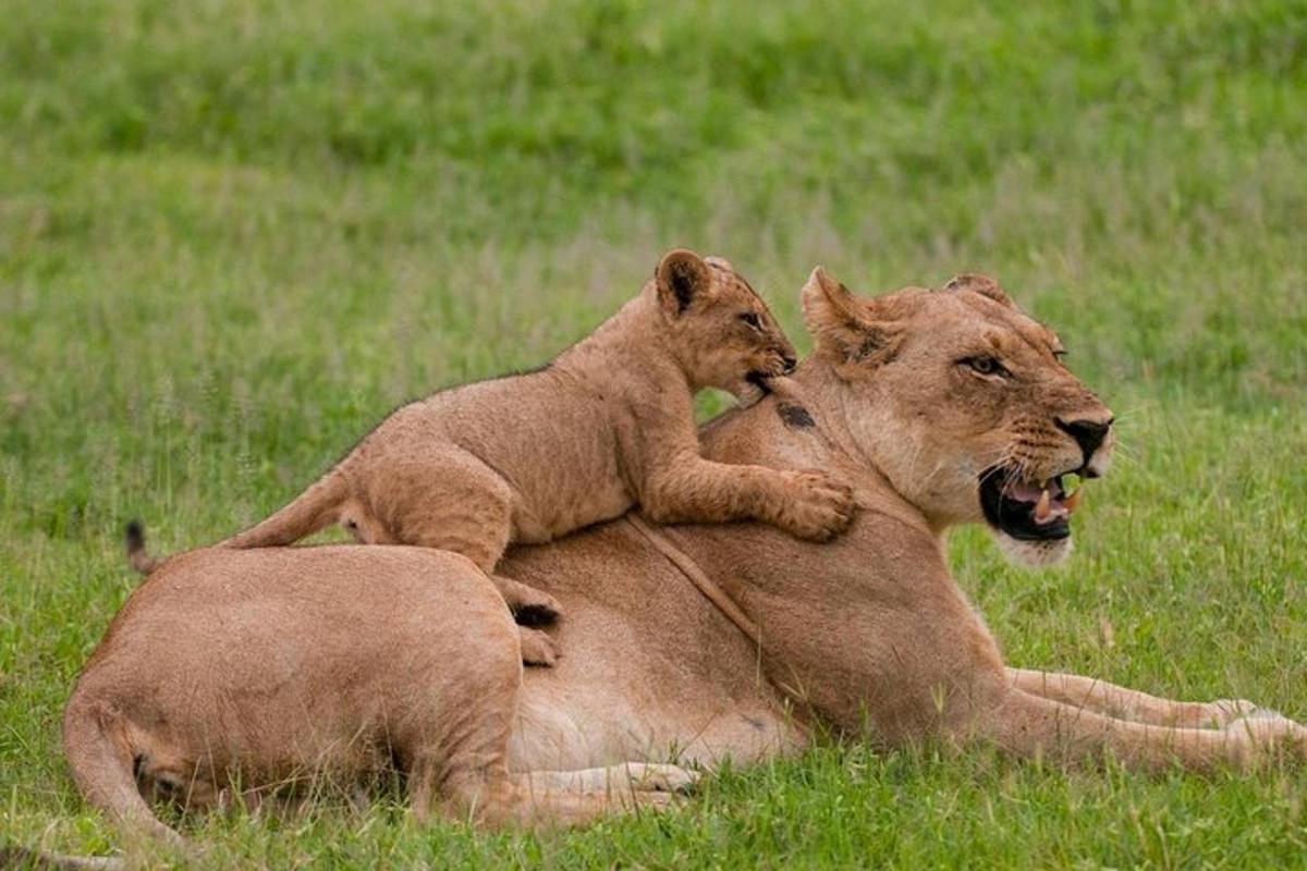 due cuccioli di leone sdraiati uno sopra l'altro