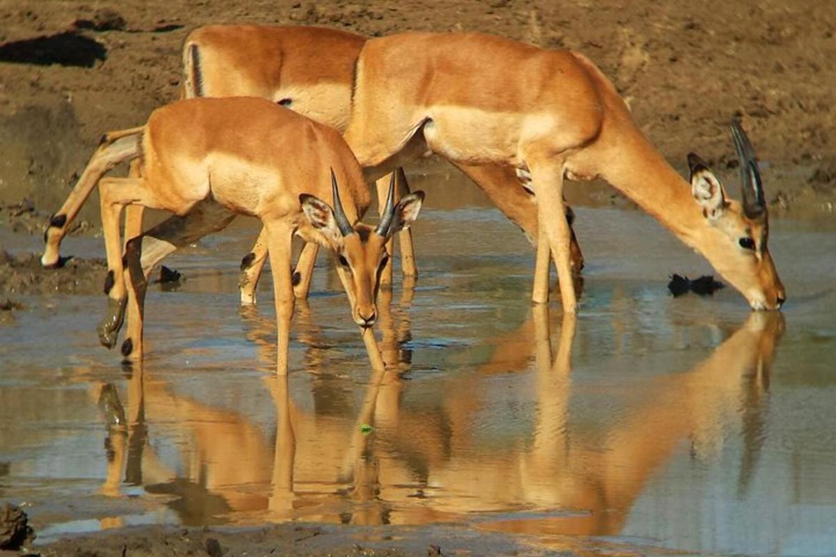 tre gazzelle che bevono da una pozza d'acqua
