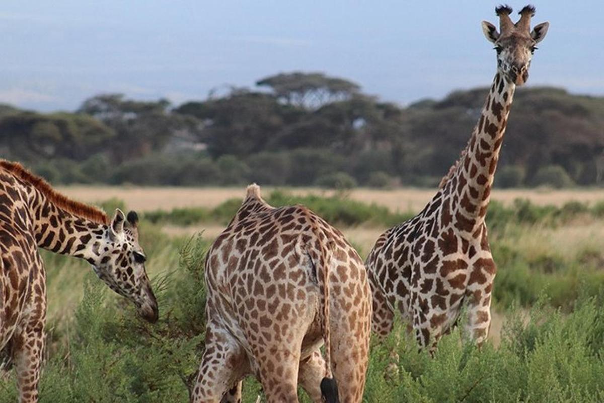 un gruppo di giraffe che camminano in un campo
