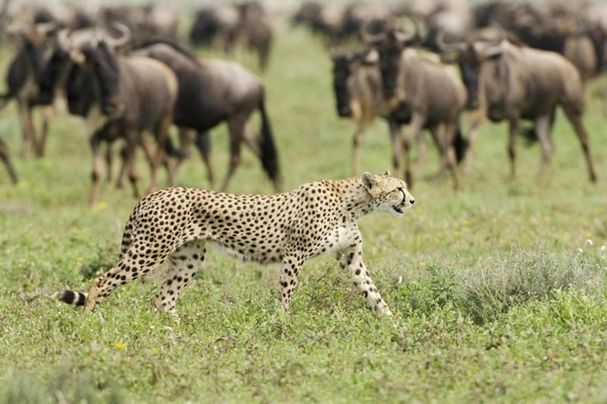 un ghepard mergând prin fața unei turme de animale